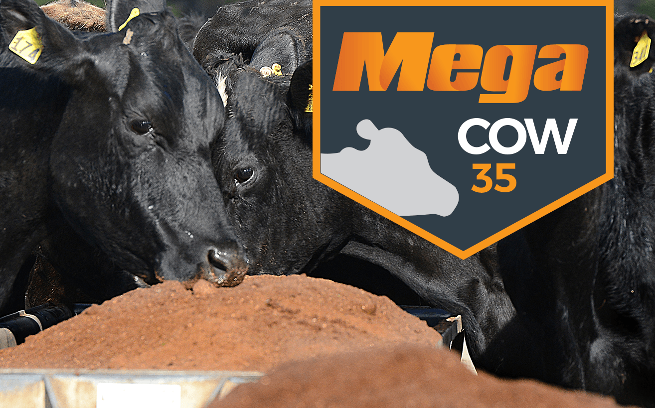 MEGA cow 35