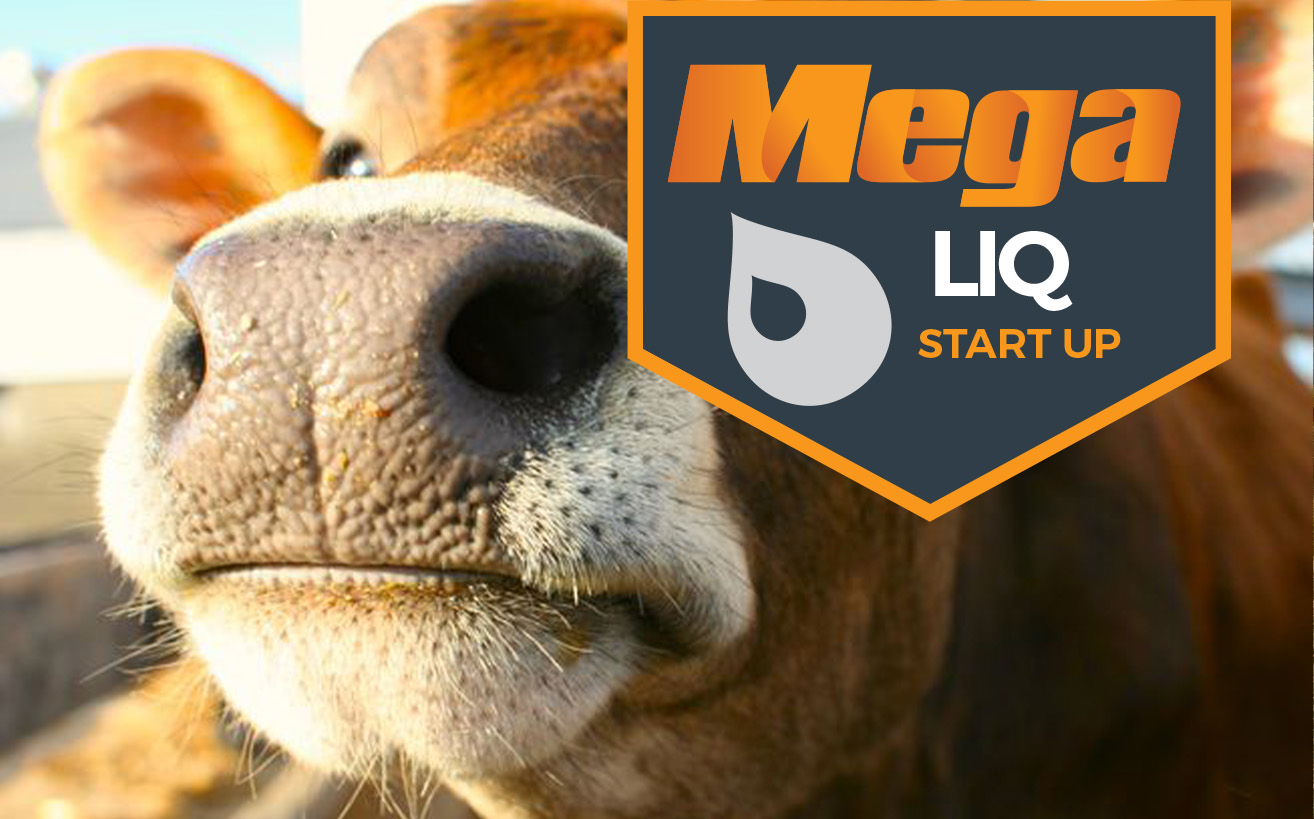 all products updatedMEGA cow startup